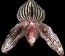 Paph Rolfei 